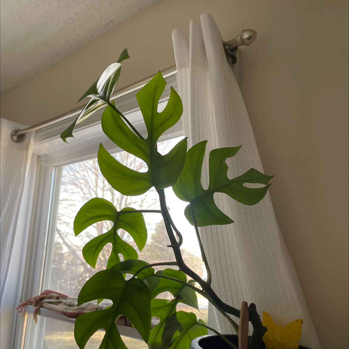 Monstera plant photo by @jxkie named Monstera on Greg, the plant care app.