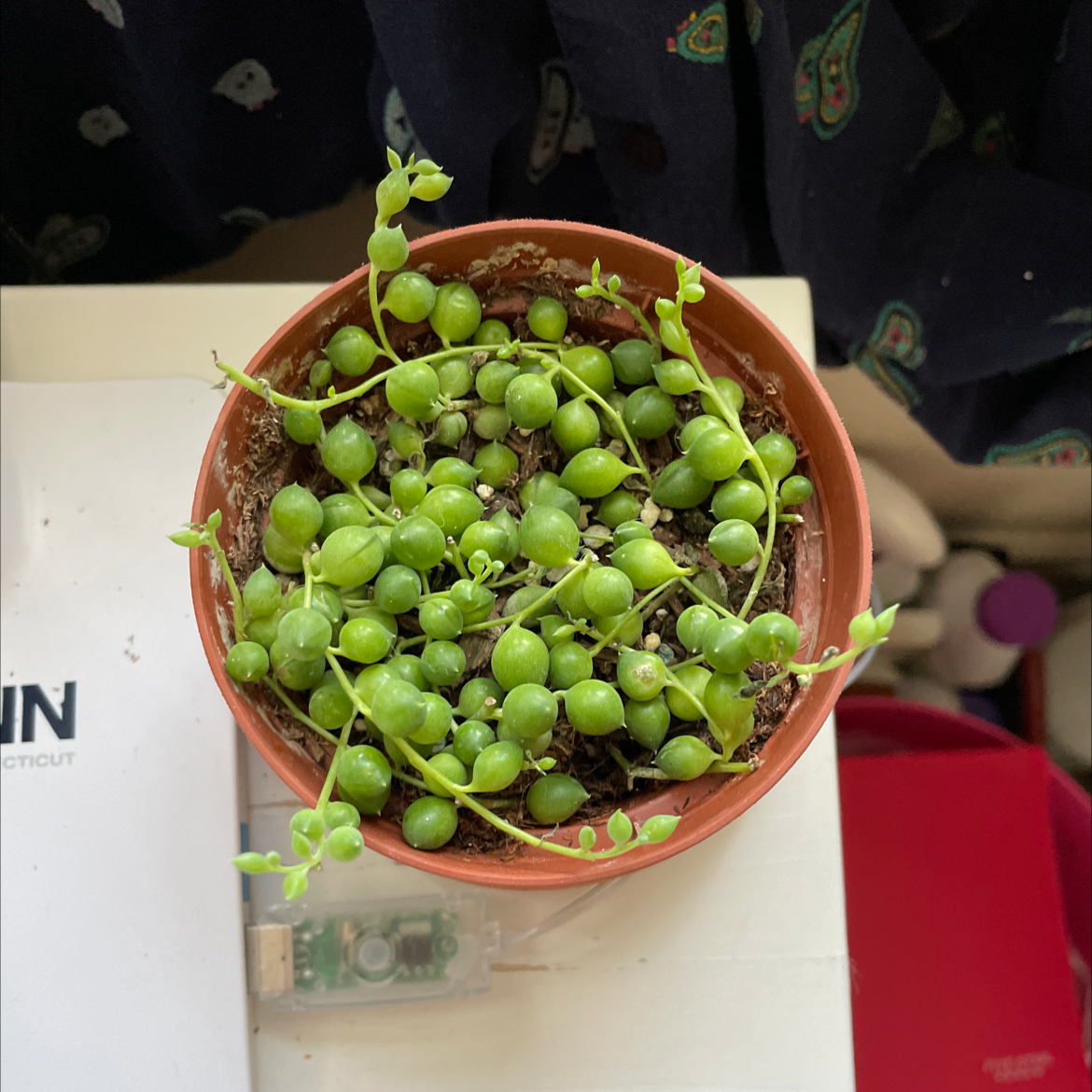 String of Pearls plant photo by @jxkie named string of pearls on Greg, the plant care app.