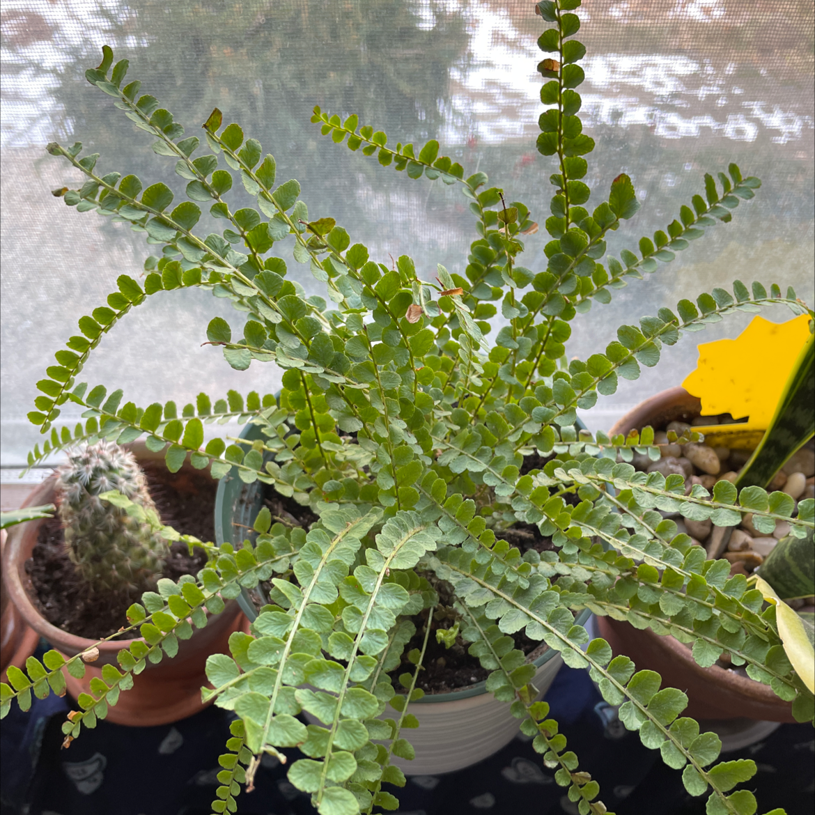 Boston Fern plant photo by @jxkie named boston fern on Greg, the plant care app.