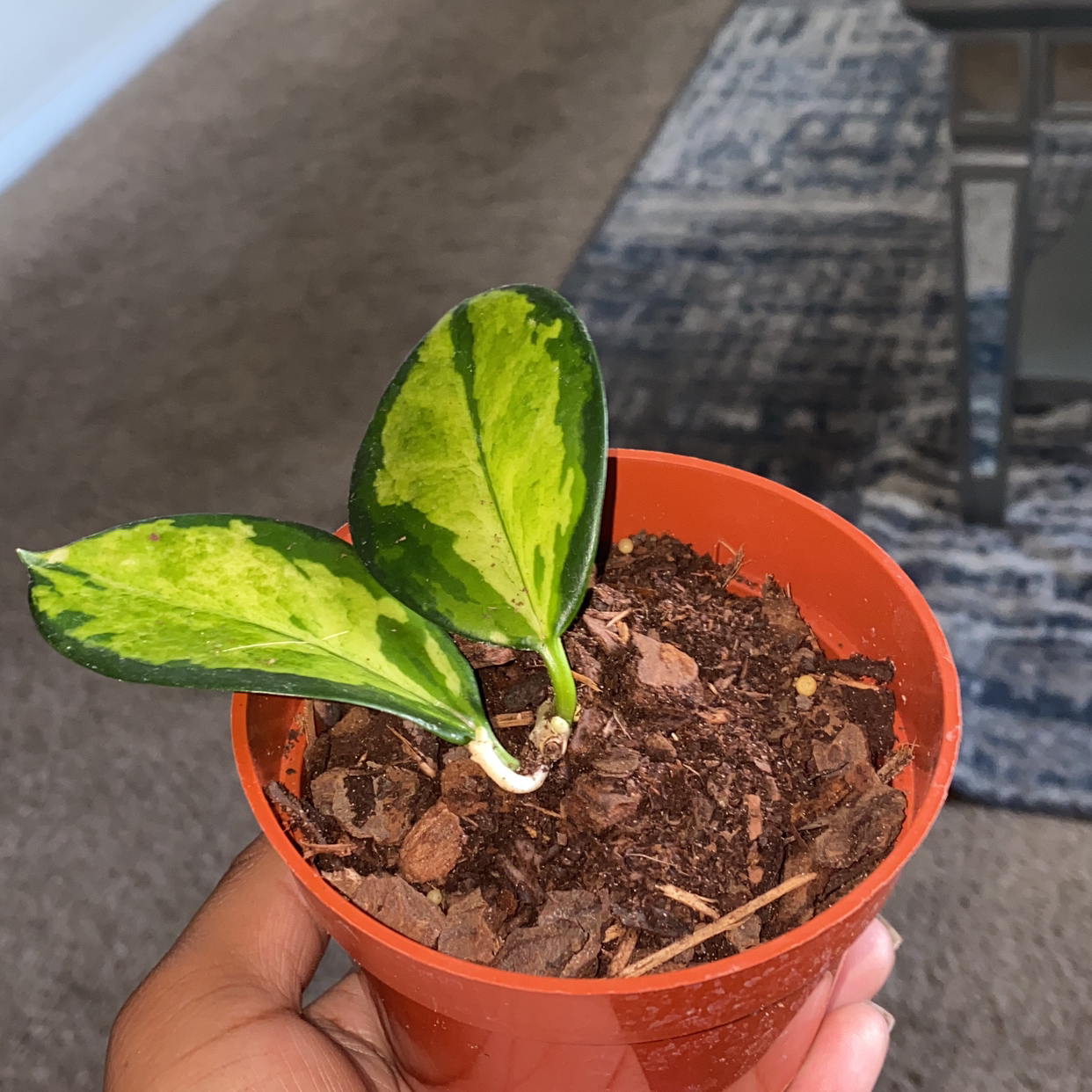 Hoya 'Lisa' plant in an orange pot with variegated green and yellow leaves, held by a hand.