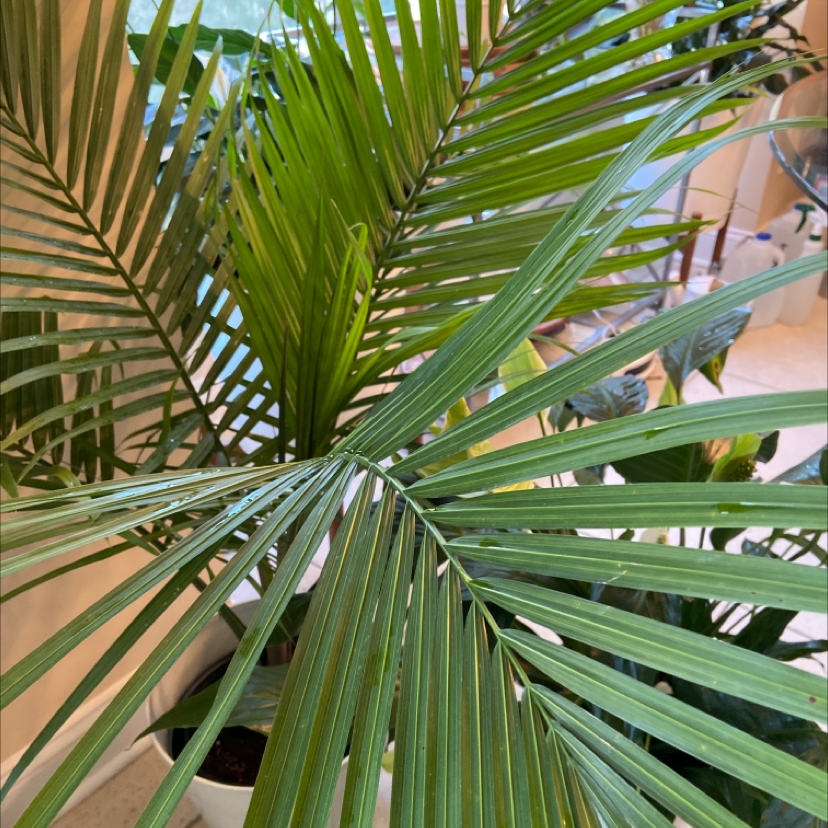 Close-up of healthy, vibrant green majesty palm fronds with a feathery texture, thriving indoors.