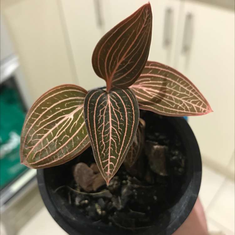 Photo of the plant species Jewel Orchid by @mardy named Ludisia Discolour on Greg, the plant care app