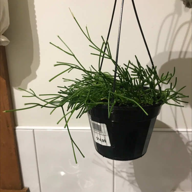 Photo of the plant species Rhipsalis clavata by @mardy named rhipsalis clavata on Greg, the plant care app