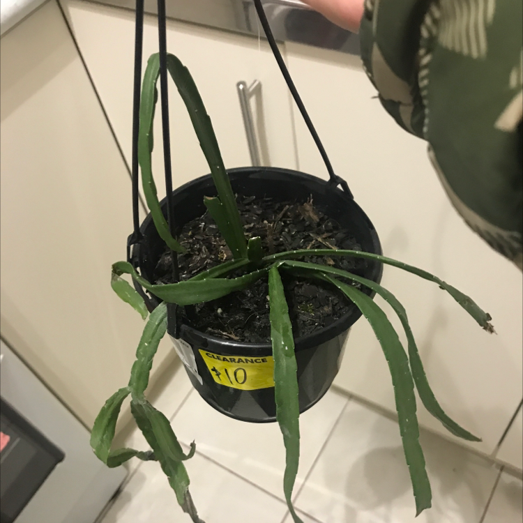 Photo of the plant species Pfeiffera boliviana by @mardy named Lepismium bolivianum on Greg, the plant care app