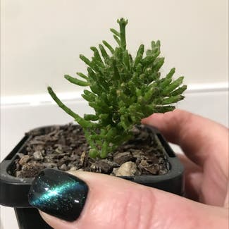 Hairy Stemmed Rhipsalis plant in East Devonport, Tasmania