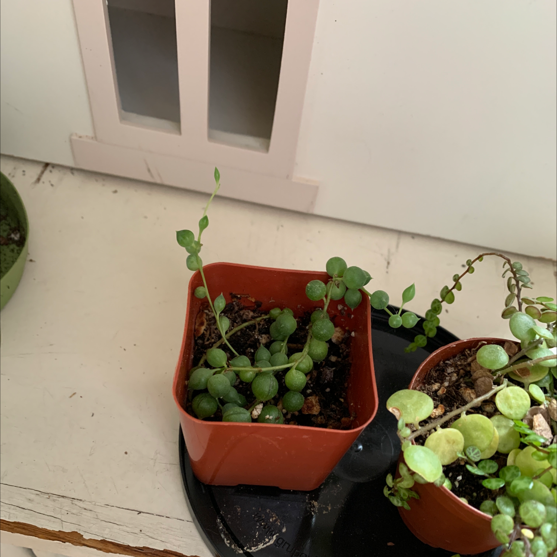 String of Pearls plant in a small pot with visible soil, well-framed and focused.