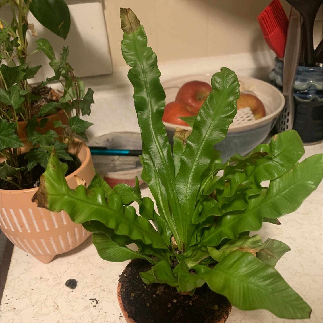 A healthy, thriving Bird's Nest Fern with lush green fronds in a ceramic pot, photographed in a home setting.