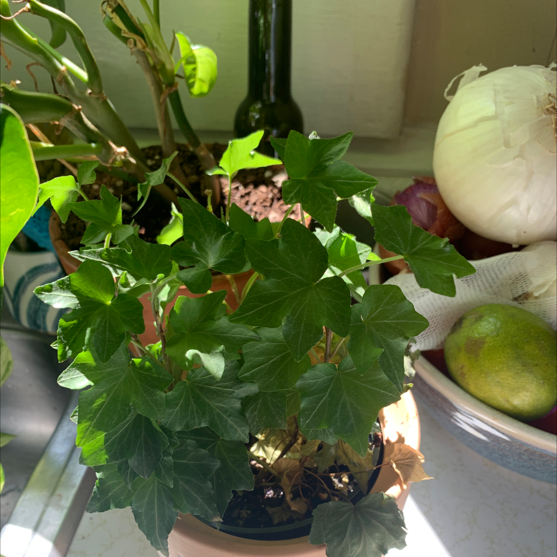 A healthy potted English Ivy plant with lush green trailing vines, on a counter with other fruits and vegetables.