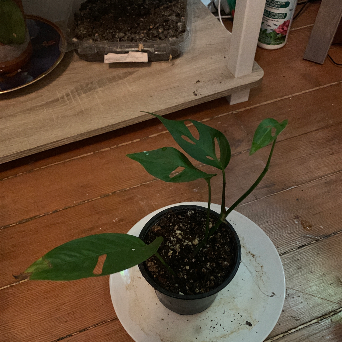 A healthy potted Monstera adansonii plant with green leaves featuring natural holes, sitting on a wood floor.