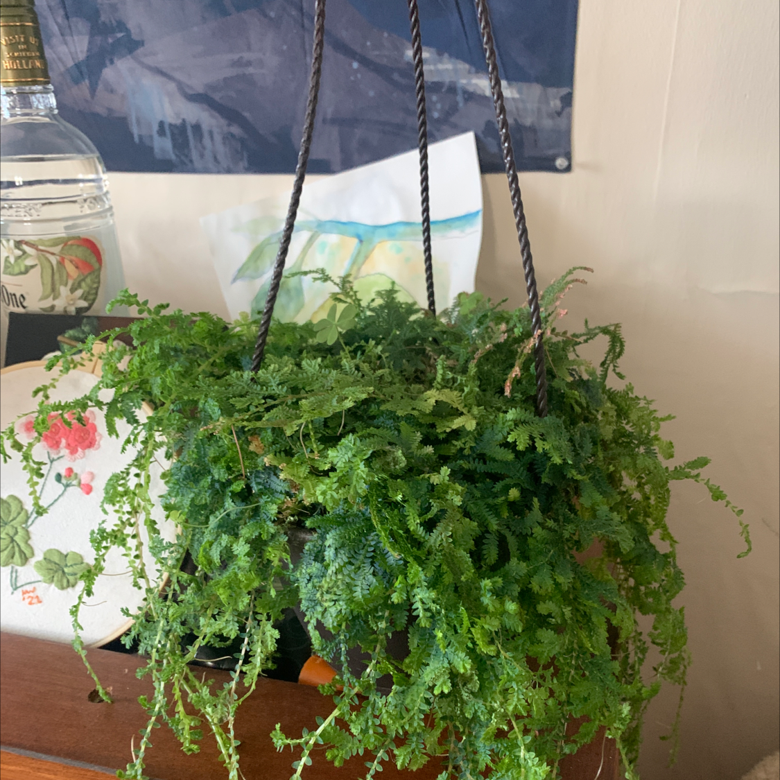 Lush green club moss plant thriving in a hanging basket, with delicate foliage cascading over the sides.