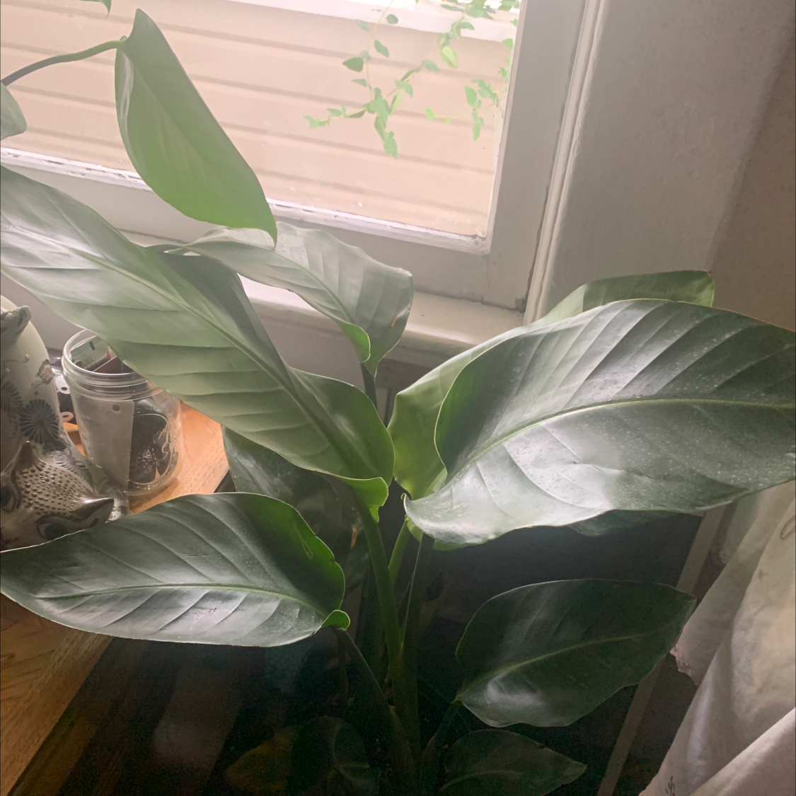 Healthy White Bird of Paradise plant with large green and white striped leaves, well-framed indoor photo.