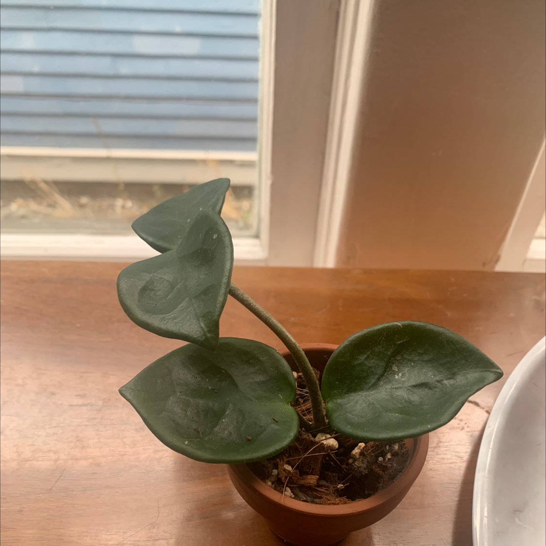 A healthy Chelsea Hoya plant in a small pot with dark green leaves.