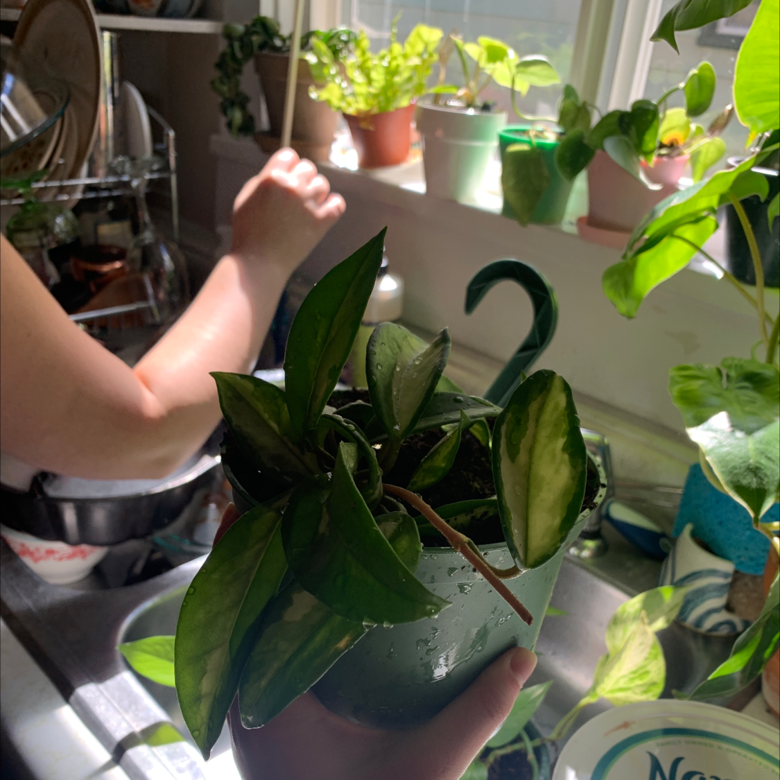 Hoya Carnosa Tricolor plant in a green pot, held by a hand near a sink.