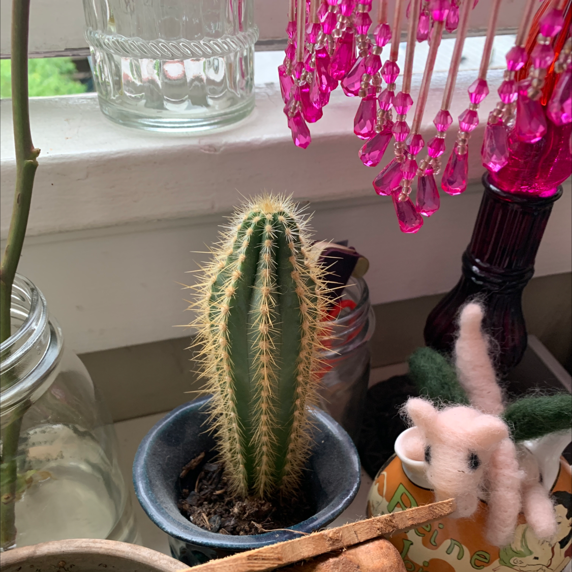 Blue Columnar Cactus in a small pot on a windowsill with decorative items in the background.