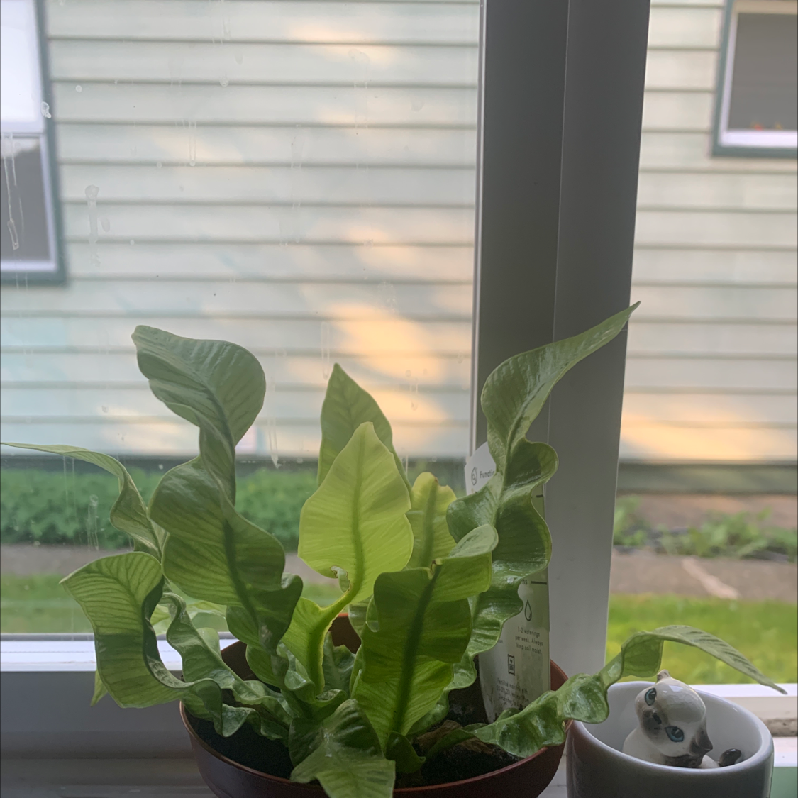 Healthy bird's nest fern with lush green wavy leaves in a black pot on an outdoor deck.