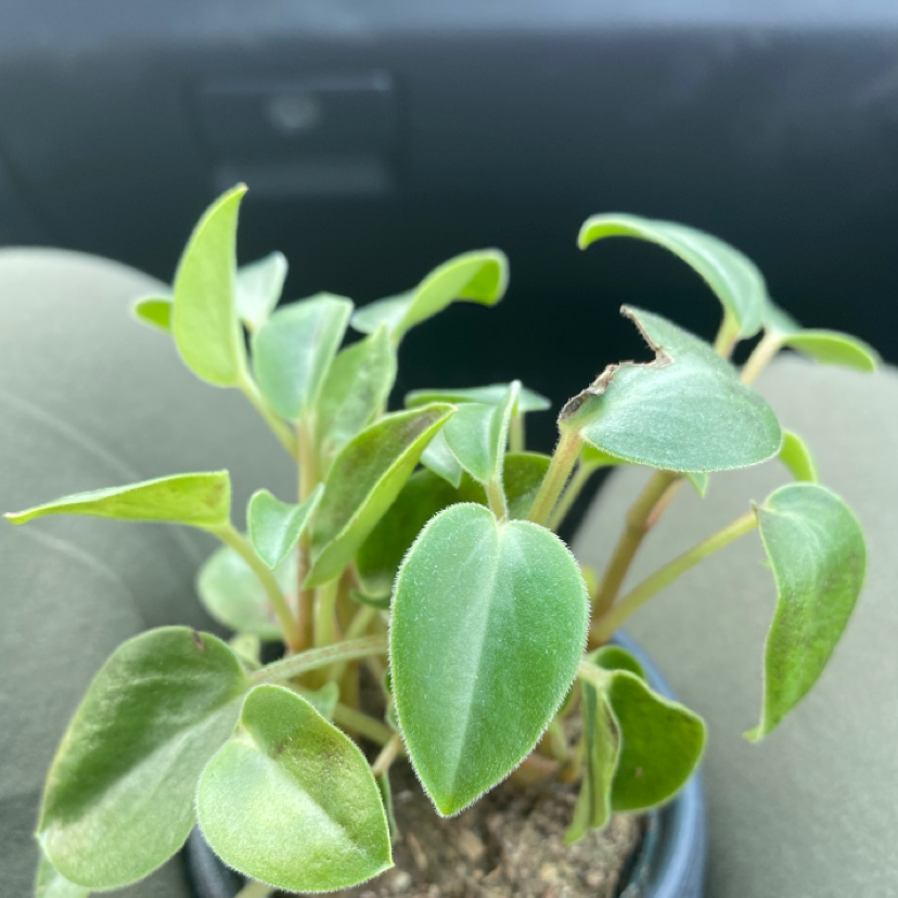 Treckle | A plant by Morgan on Greg