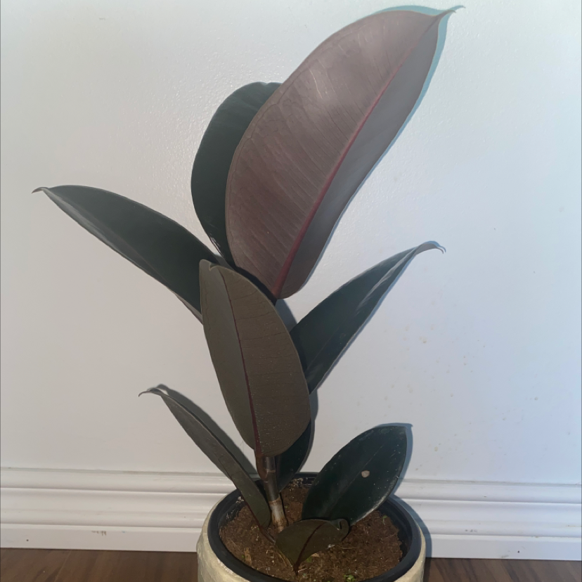 Photo of the plant species Burgundy Rubber Tree by Morgan named Hinata on Greg, the plant care app