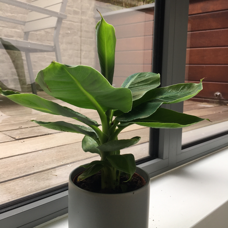 Photo of the plant species Dwarf Banana by @onepointzero named Bananaman on Greg, the plant care app