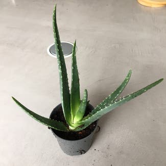 Aloe Vera plant in Brussel, Brussels Hoofdstedelijk Gewest