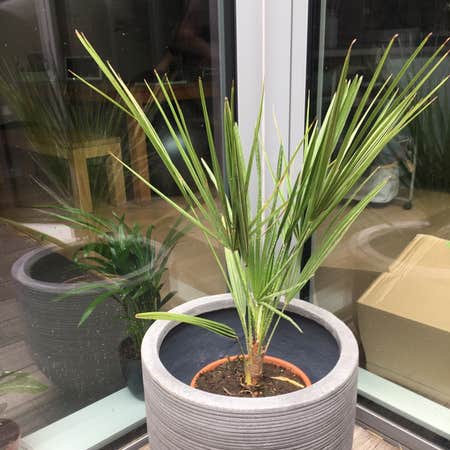 Photo of the plant species European Fan Palm by @onepointzero named Harry Palmer on Greg, the plant care app
