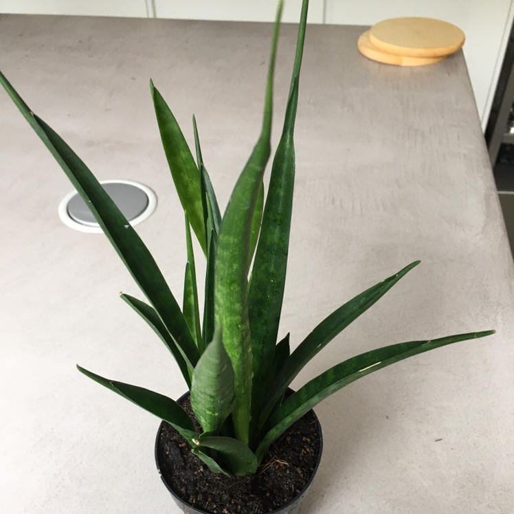 Photo of the plant species dracaena 'friends' by @onepointzero named Spike Jones on Greg, the plant care app