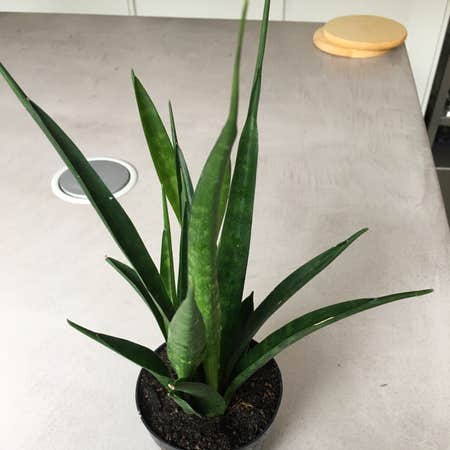 Photo of the plant species dracaena 'friends' by Onepointzero named Spike Jones on Greg, the plant care app
