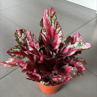 Rex Begonia plant in Brussel, Brussels Hoofdstedelijk Gewest