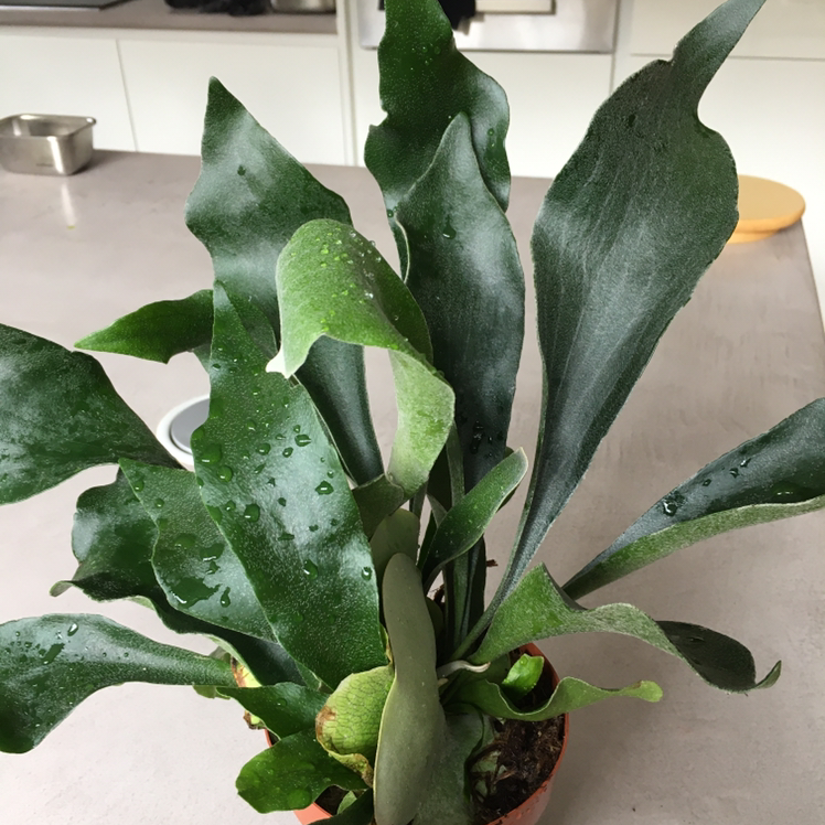 Photo of the plant species Elkhorn Fern by @onepointzero named Sherlock on Greg, the plant care app