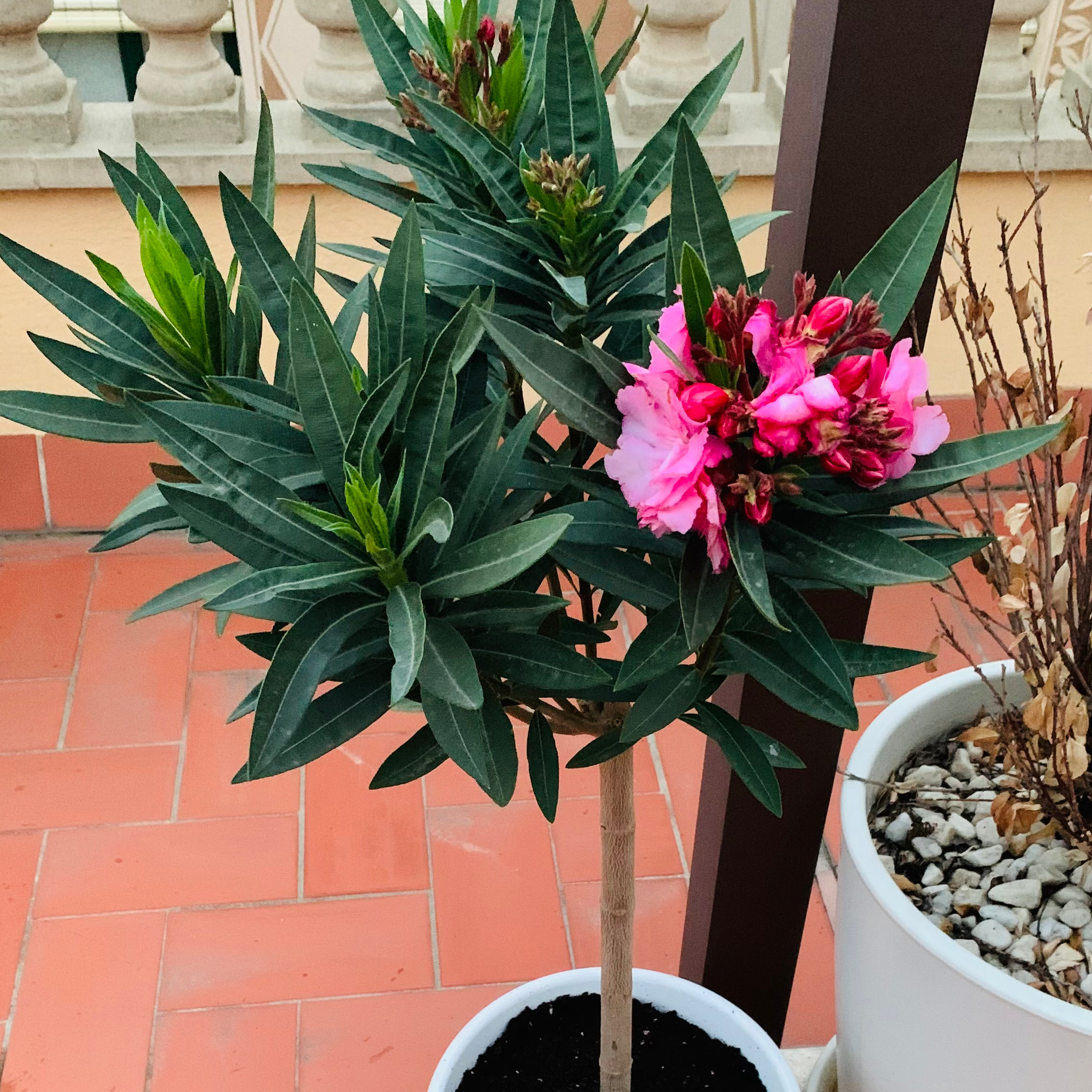 Best Soil for Oleander