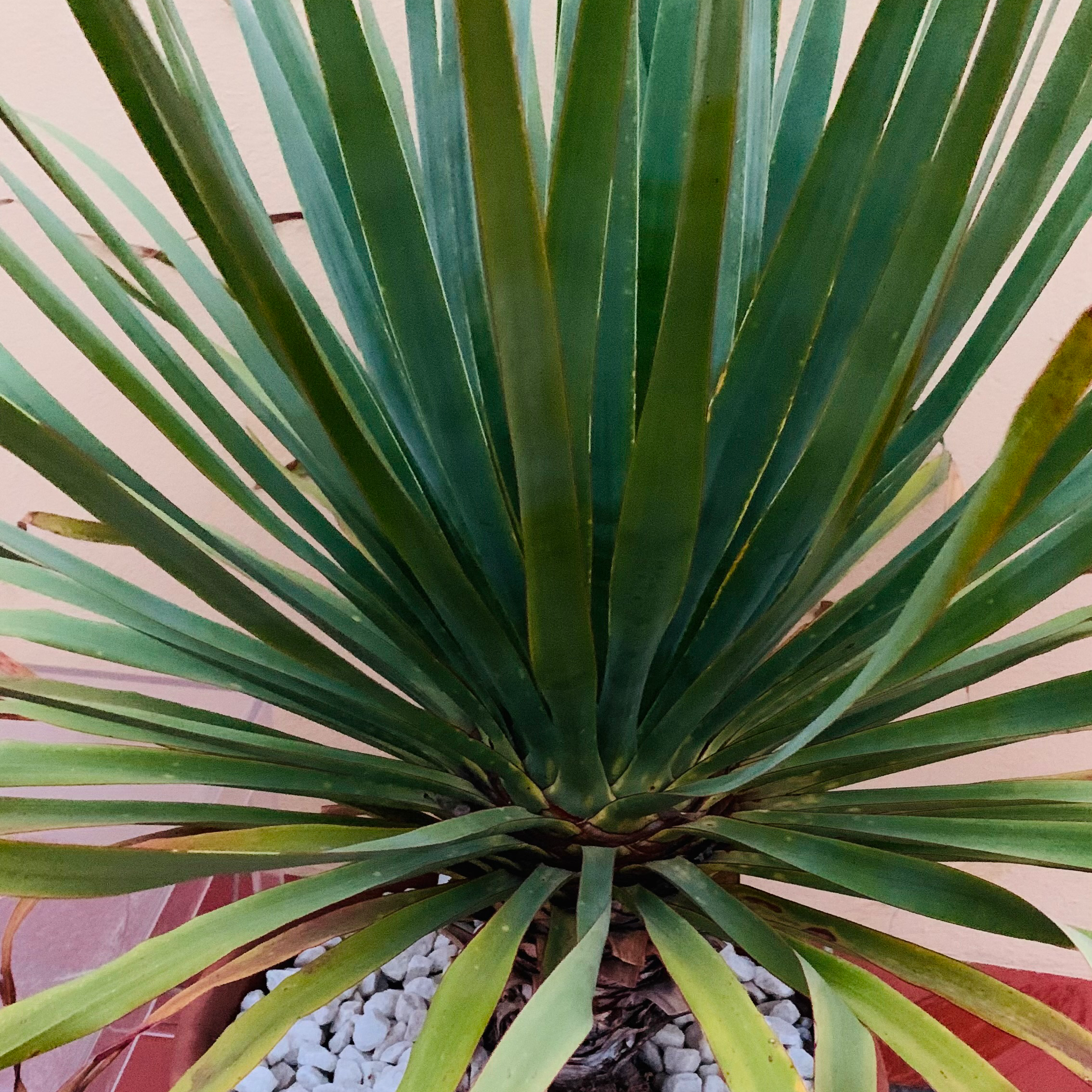 Spanish Dagger plant with long, pointed leaves in a pot with visible soil and stones.