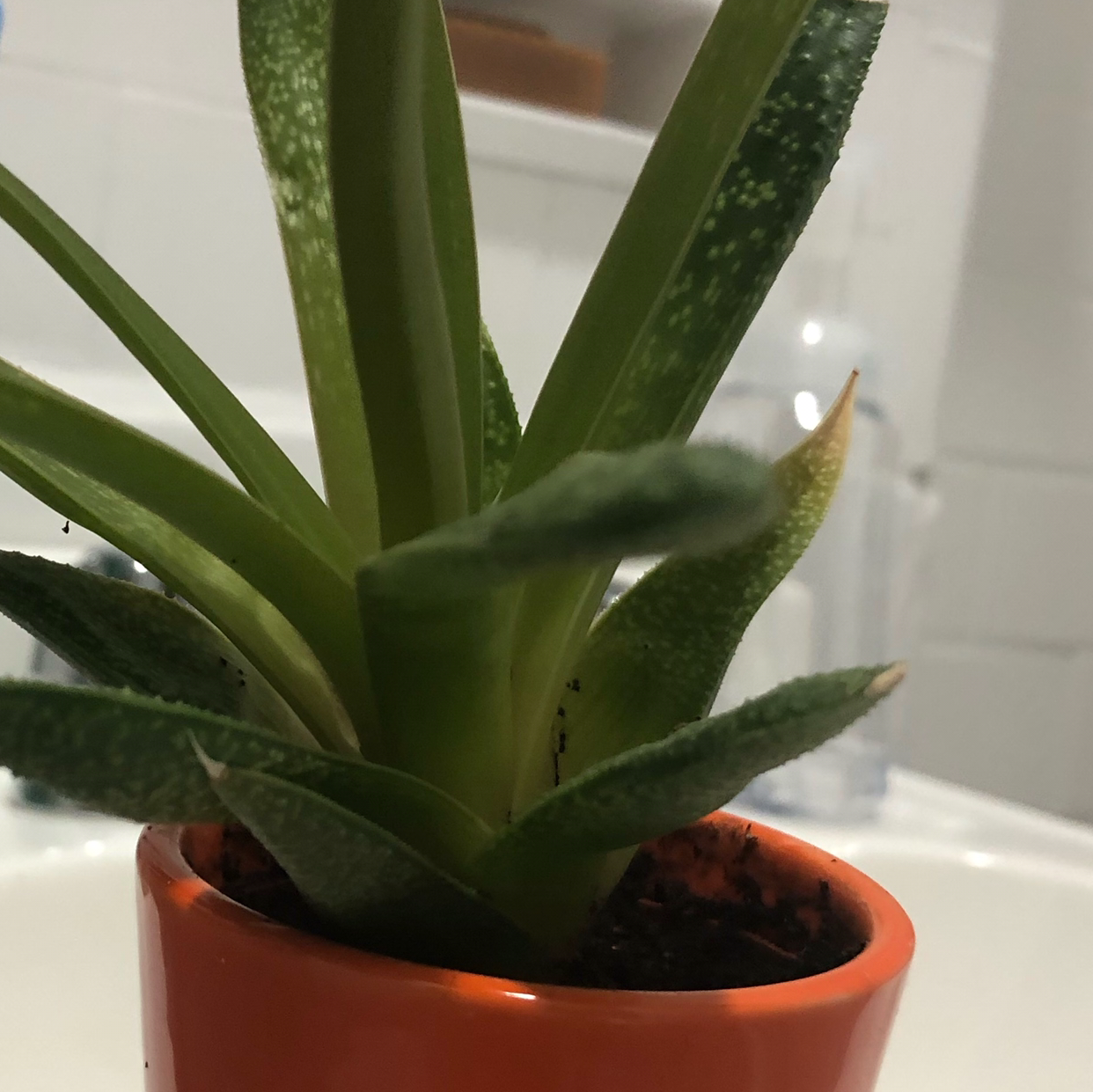 Close-up of a large, healthy Ox Tongue succulent plant with long tapered dark green leaves in an orange pot.