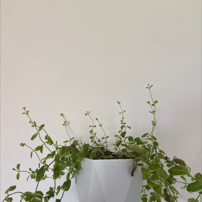 Photo of the plant species Common Chickweed by Plant parent named Lemon mint on Greg, the plant care app