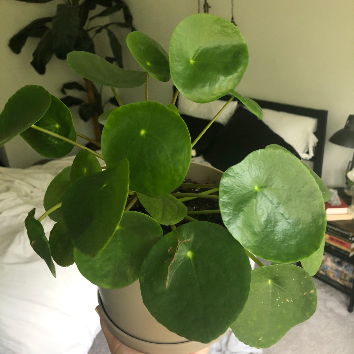 Chinese Money Plant plant photo by @jennalewwis named Leonardo on Greg, the plant care app.