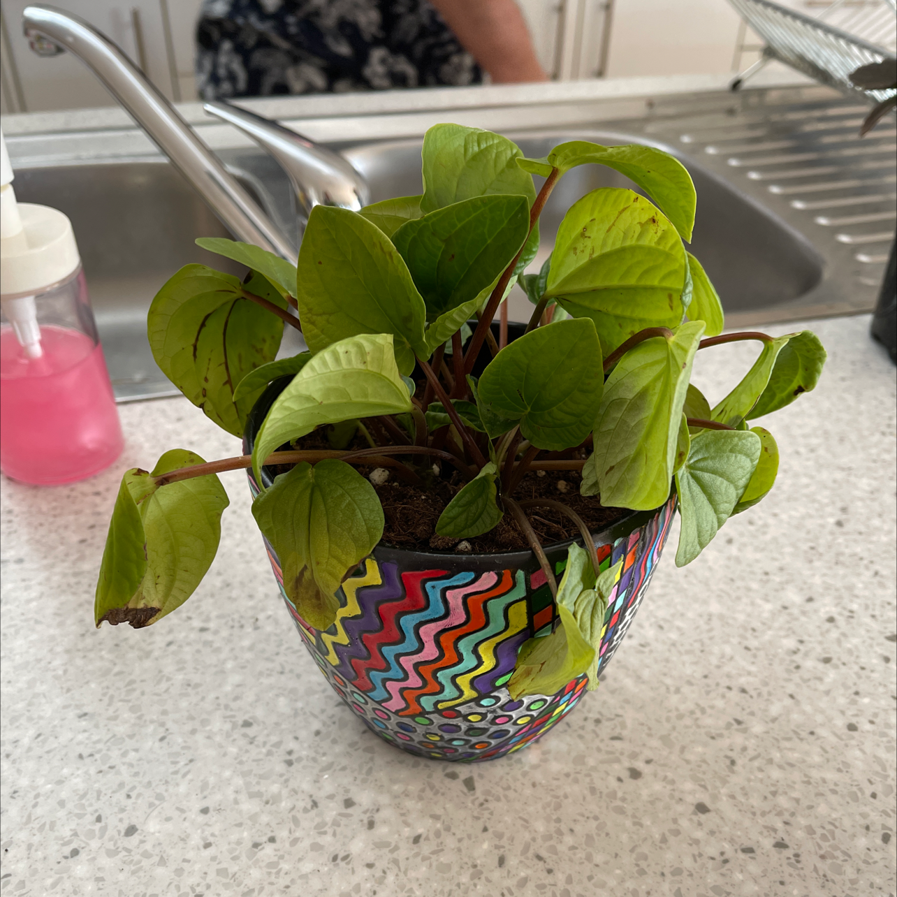 Rana Verde Peperomia plant in a colorful pot on a kitchen counter.