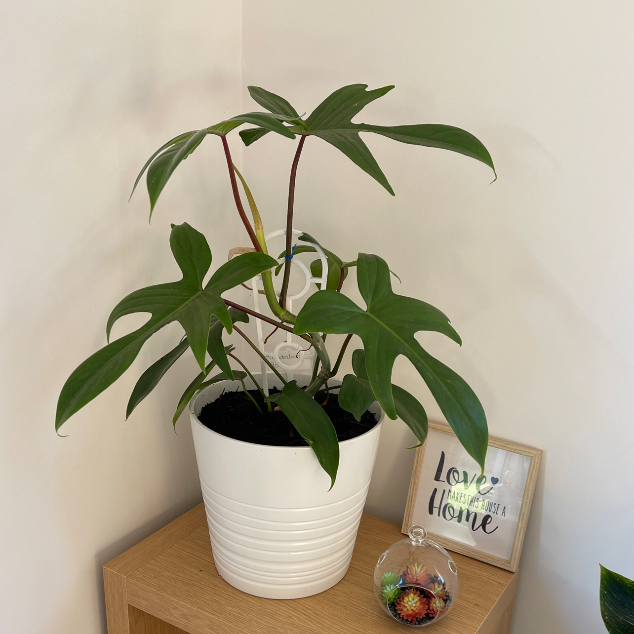 Philodendron 'Florida Ghost' plant in a white pot on a wooden surface with a framed quote in the background.
