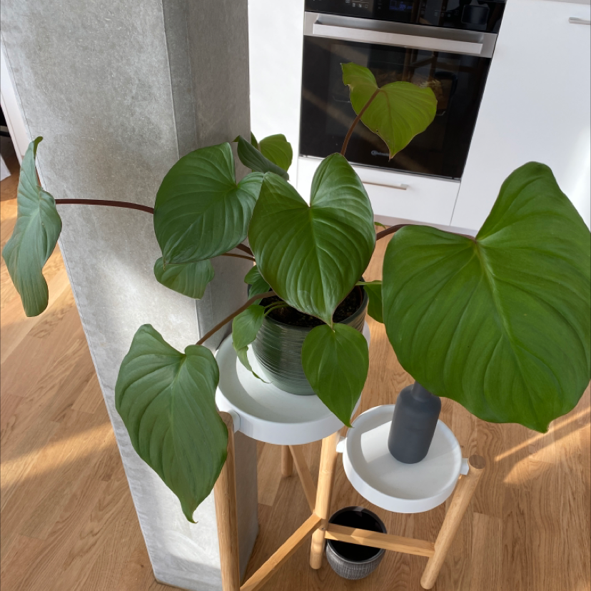 Photo of the plant species Homalomena truncata by @nadinosaure named Maya on Greg, the plant care app