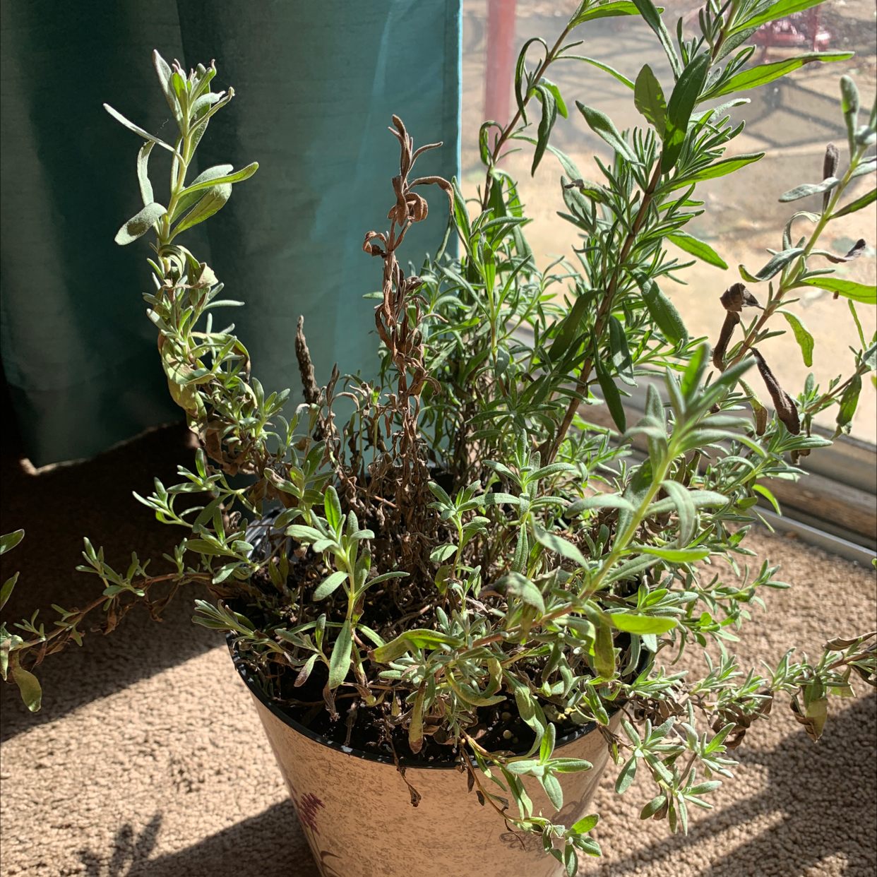 Photo of the plant species Lavender by Gabrielle named Lavender on Greg, the plant care app