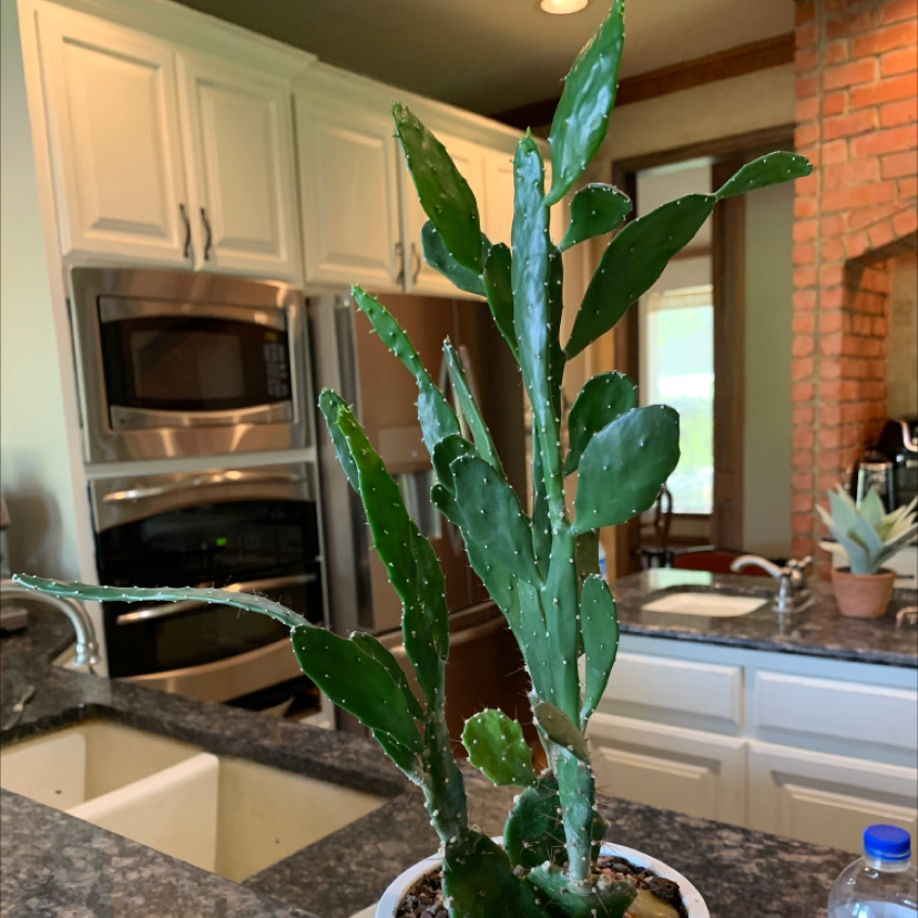 Brazilian Pricklypear plant in a kitchen setting, appears healthy with visible soil.