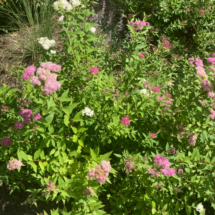 Japanese Meadowsweet plant with green leaves and pink flowers.