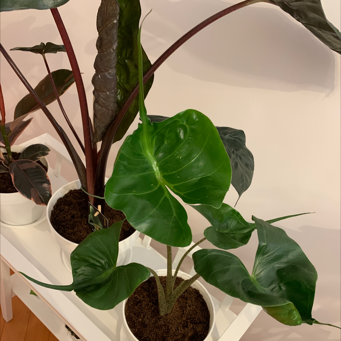 Stingray Elephant Ear plant in a white pot with healthy green leaves.