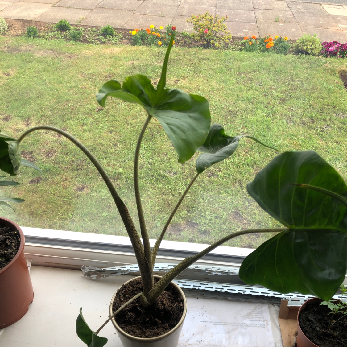 Stingray Elephant Ear plant on a windowsill with visible soil and healthy leaves.