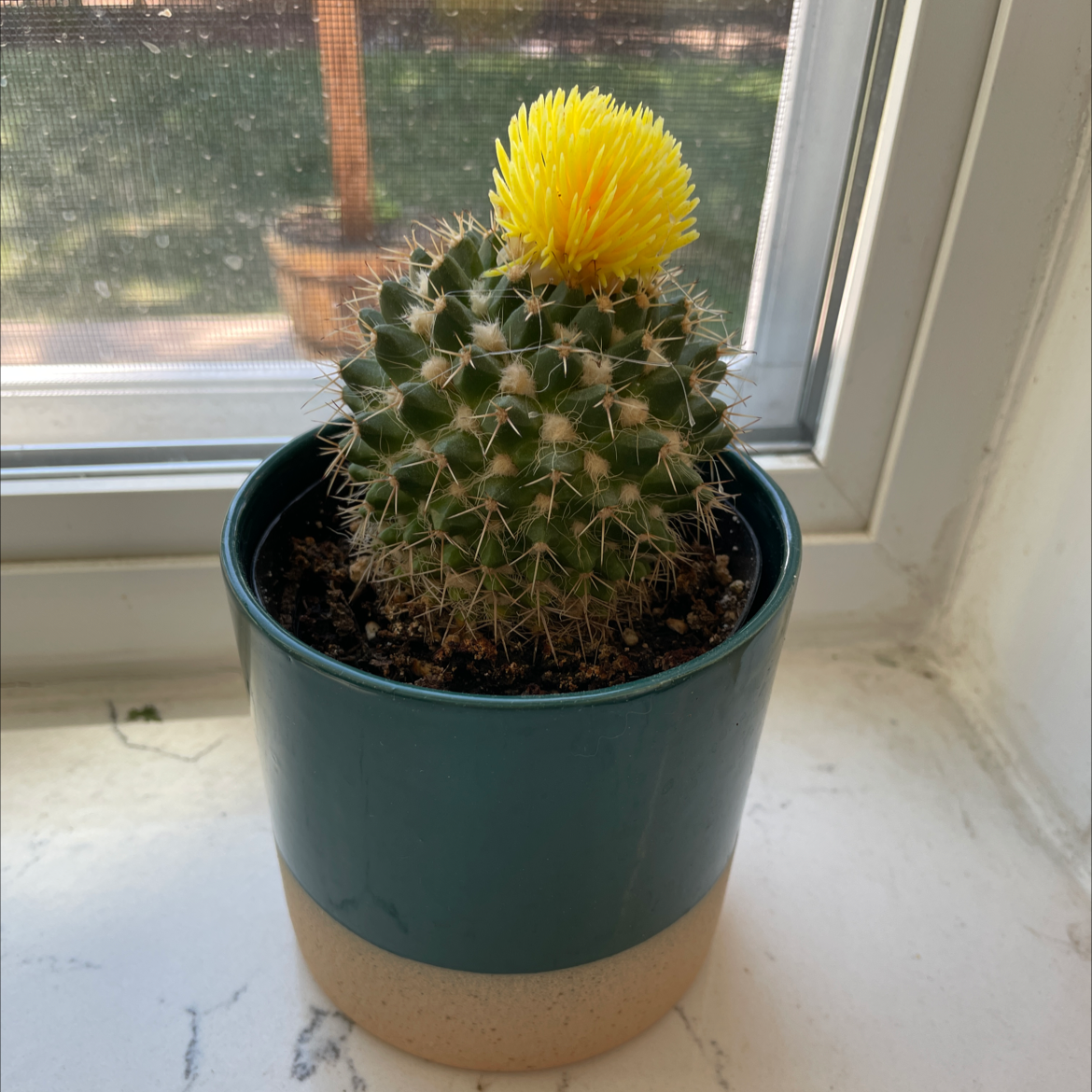 Texas Barrel Cactus in a pot on a windowsill with a bright yellow flower.