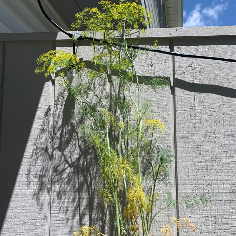Why Are My Common Fennel Leaves Turning Yellow? 🍂