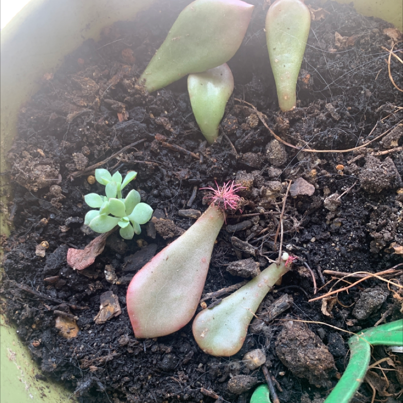 Echeveria colorata plant with several leaves and cuttings in a pot with visible soil.