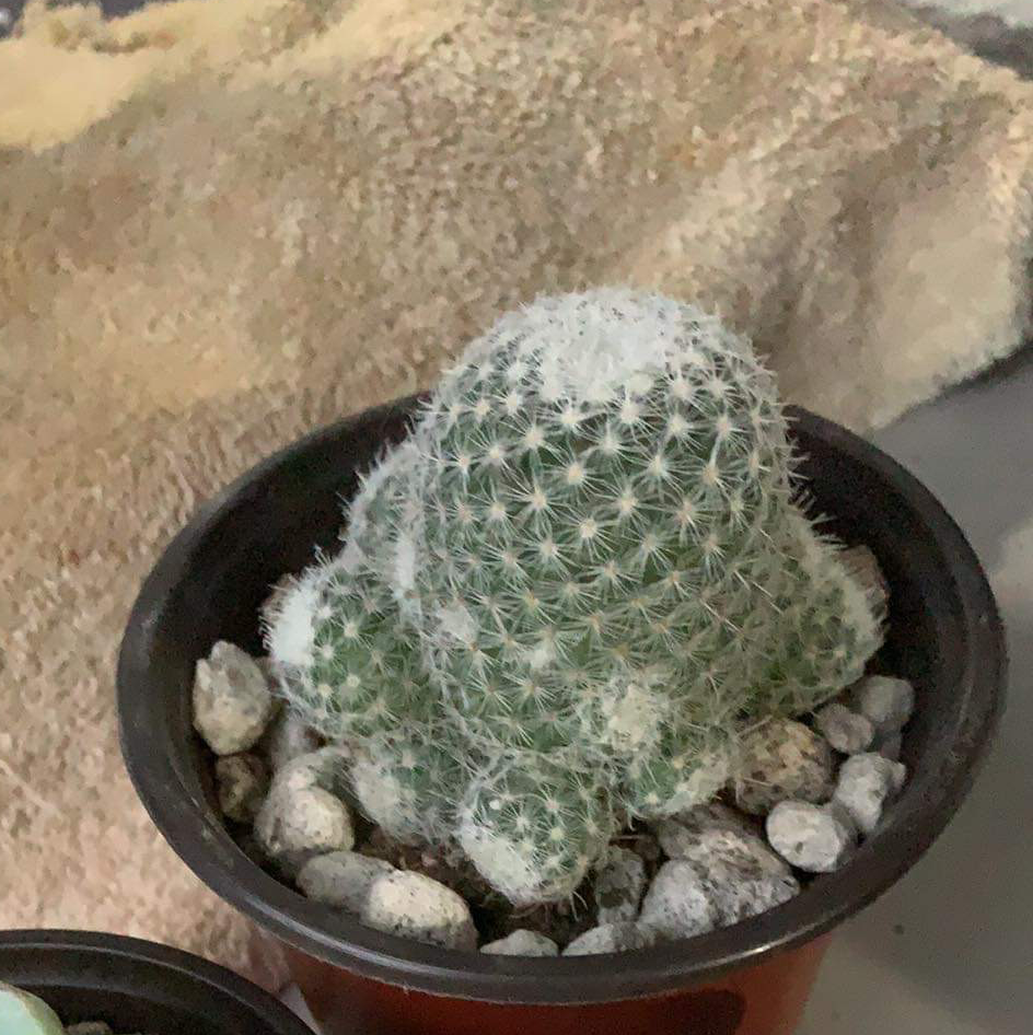 Spiny Pincushion Cactus plant photo by @Justfloyd30 named Baba on Greg, the plant care app.