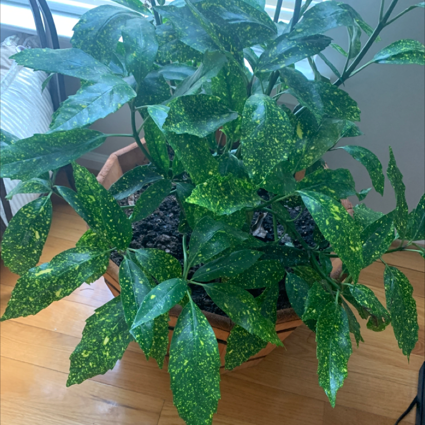 A healthy, thriving Aucuba japonica houseplant with lush green and white speckled leaves, well-framed and in sharp focus.