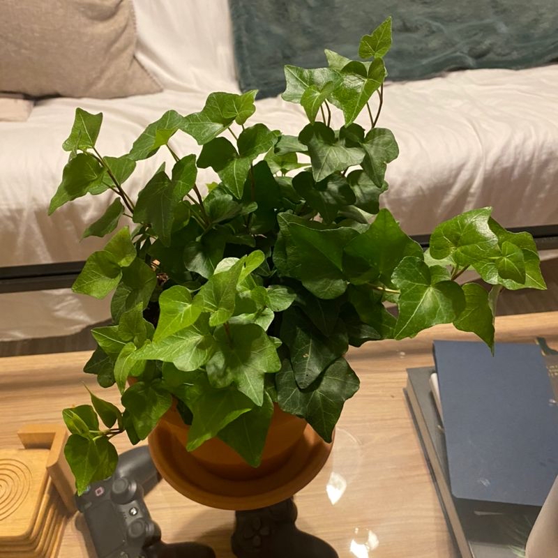 Healthy, vibrant English Ivy plant with lush green leaves in a terracotta pot, no signs of discoloration or damage.