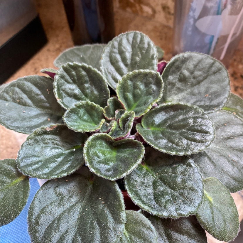 African Violet plant photo by Laura named Filomena on Greg, the plant care app.