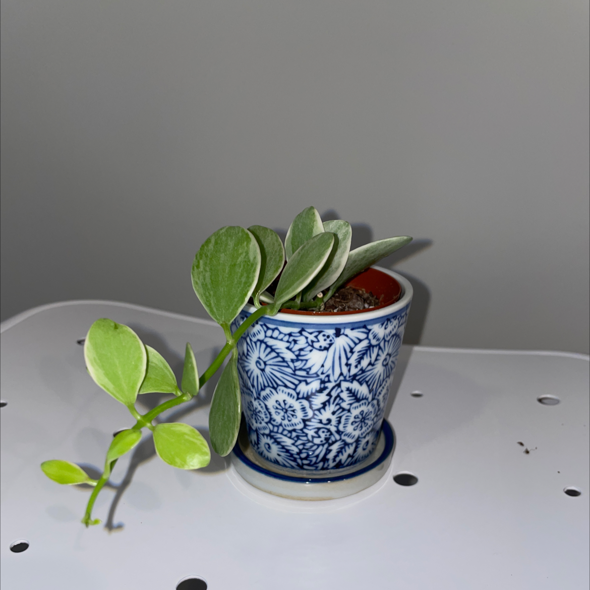 Dischidia oinatha plant in a decorative blue and white pot, healthy green leaves.