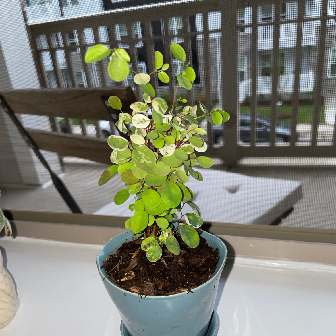 Potted Sprawling Wirevine plant on a windowsill with healthy green leaves.
